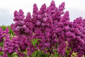 After How Many Years Does Lilac Bloom – What Every Gardener Should Know